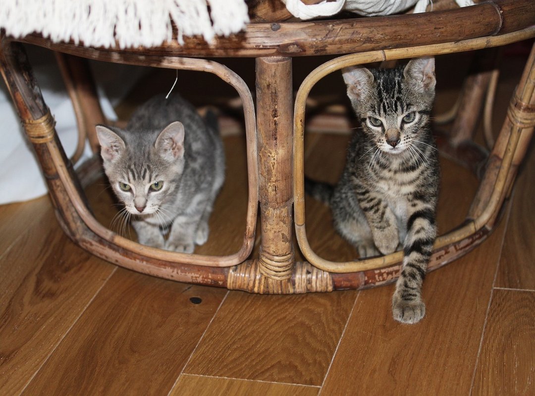 elite training schedule